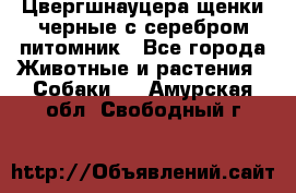 Цвергшнауцера щенки черные с серебром питомник - Все города Животные и растения » Собаки   . Амурская обл.,Свободный г.